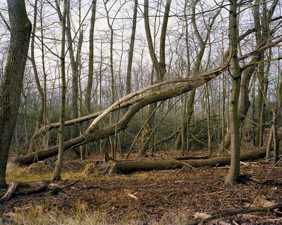 Herbst/Winter, kahle Bäume, Baumstamm